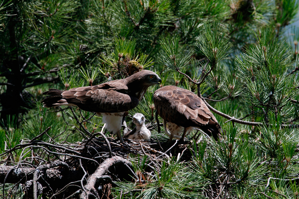 Imagen 21 de la galería de Águila culebrera - Short-toed eagle (Circaetus gallicus)